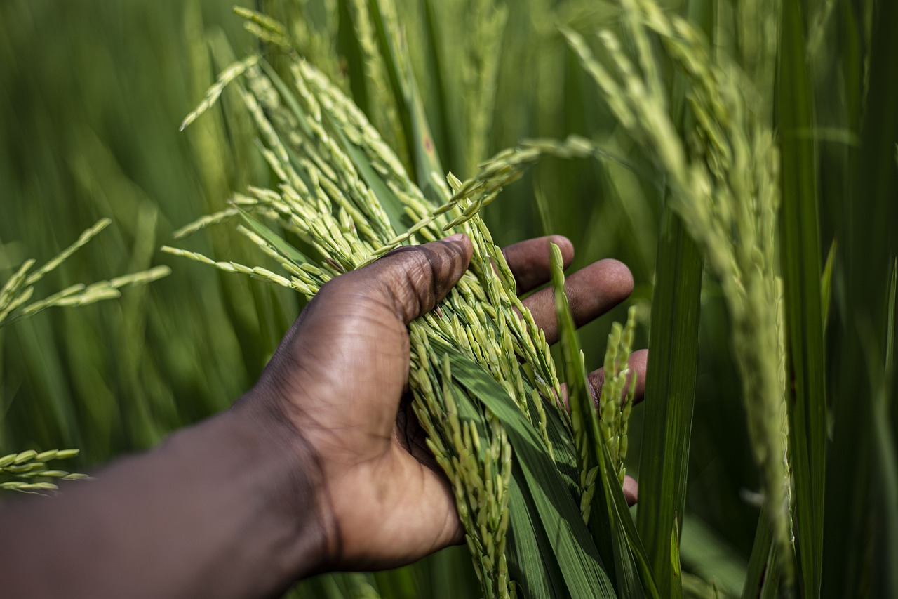 Organic Farming